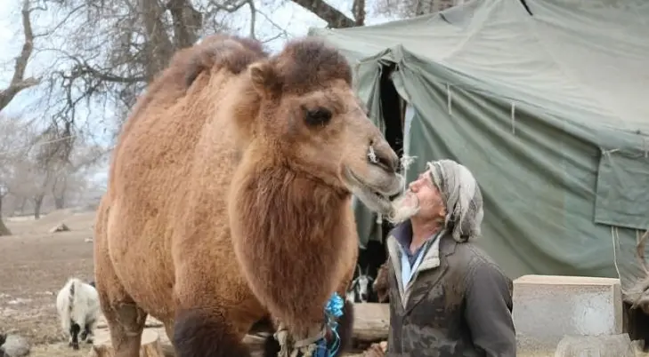 From Silk Road to Georgia: The Nomadic Life of Gorkhan Deveci and His Camel