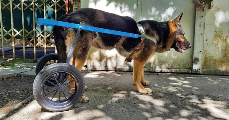 Zakaria's Kind Car – A Project to Care for Stray Animals