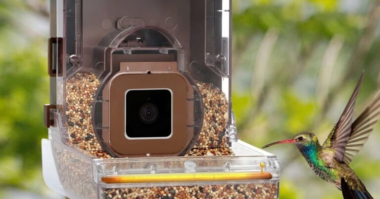 An innovative camera for filming birds that also "treats" them with food