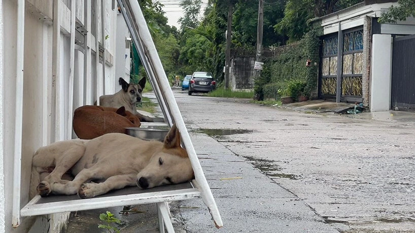 Billboards in Thailand are being transformed into shelters for stray dogs