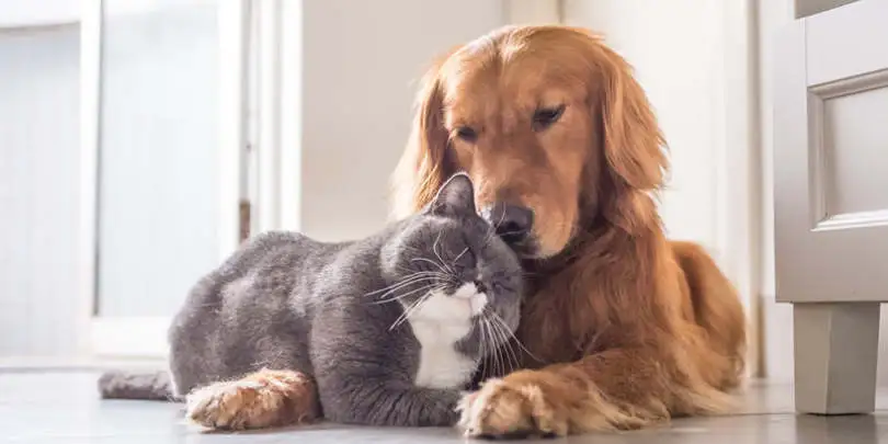 What Our Pets Do When Left Alone at Home