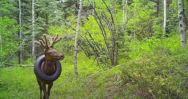 Deer rescued after tire removed from around its neck