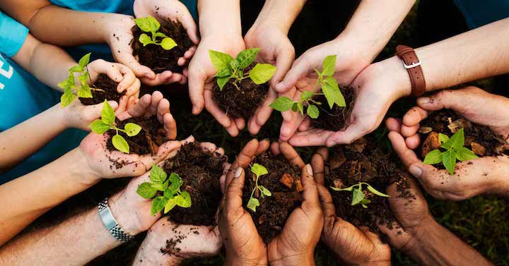 Where, when and how to plant a tree?