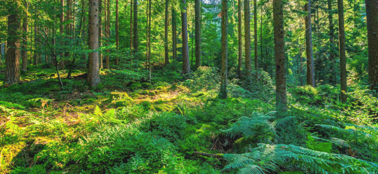 The Secret Life of Forests: How Nature Protects Itself and Why We Should Care